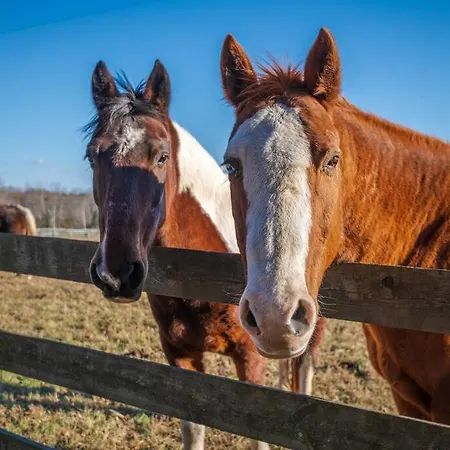 Rusmar Farm Equine Country Living 'N Powhatan, Va